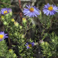 aromatic aster (Symphyotrichum oblongifolium) plant