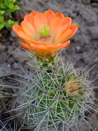 scarlet hedgehog cactus