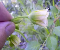 Bulgarian Honey Garlic (Allium siculum subsp. dioscoridis) plant