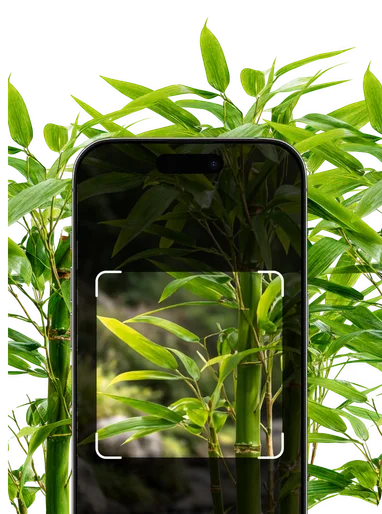 Bamboo Identification – Hero Mobile
