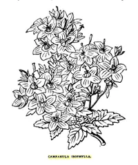 Italian bellflower