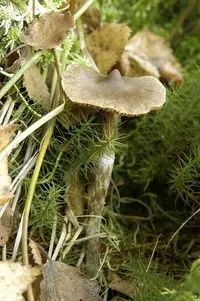 sepia webcap (Cortinarius decipiens) plant