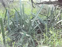 Triangle cactus