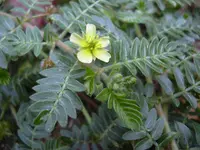 puncturevine (Tribulus terrestris) plant