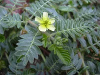 puncturevine (Tribulus terrestris) plant