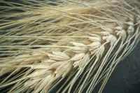 Avena sativa plant