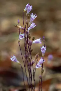 Nodding nixie (Apteria aphylla) plant