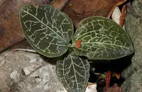 Anoectochilus imitans