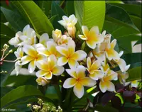 Mexican Plumeria