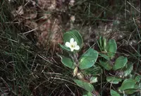 disk waterhyssop