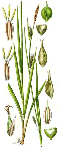 smooth-stalked sedge (Carex laevigata) plant