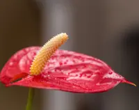 Aglaonema modestum