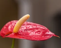 Aglaonema modestum