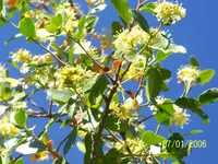 soapbark (Quillaja saponaria) plant