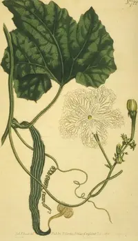 snakegourd