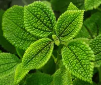 Moon Valley (Pilea mollis) plant