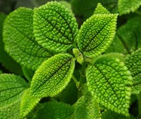 Moon Valley (Pilea mollis) plant