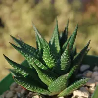 Fairy Washboard leaves