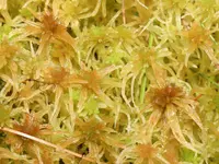 sphagnum (Sphagnum angustifolium) plant