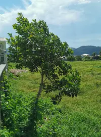 Alchornea triplinervia (Alchornea triplinervia) plant