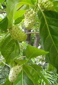 Indian mulberry
