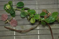 Pilea depressa