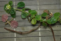 Pilea depressa