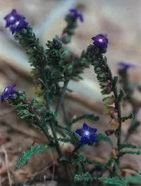 Buglosse crÈpue (Anchusa crispa) plant