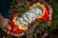 cacao tree (Theobroma cacao) plant