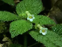 Diastema affine
