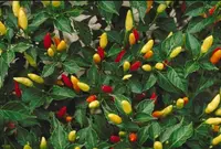 chili pepper