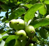 Toringo Crabapple