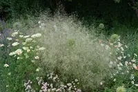 Deschampsia cespitosa outdoor
