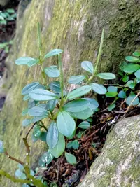 Peperomia urvilleana var. fijiana (Peperomia urvilleana var. fijiana) plant