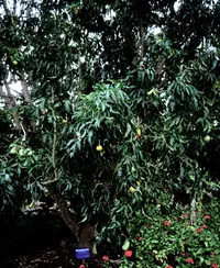 white sapote