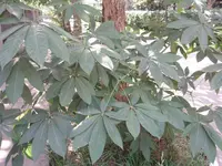 Chinese Horse-chestnut (Aesculus chinensis) plant