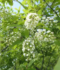 chokecherry