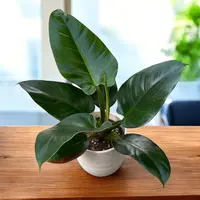 Philodendron (Philodendron 'Imperial Green') plant