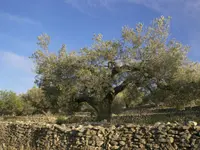 Olive tree (Olea europaea) plant