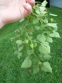 heartleaf groundcherry
