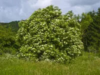 Elder (Sambucus nigra) plant