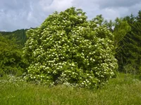Elder