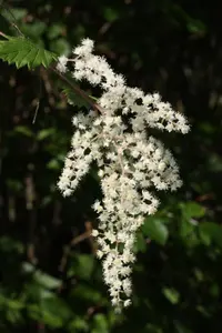 oceanspray