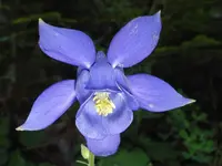 Bertoloni columbine