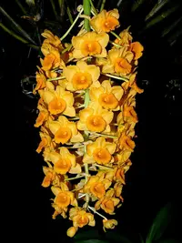 Densely flowered Dendrobium