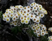 Anaphalis morrisonicola (Anaphalis morrisonicola) plant