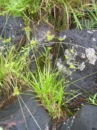 dwarf papyrus (Cyperus haspan) plant
