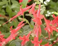 California fuchsia (Epilobium canum) plant