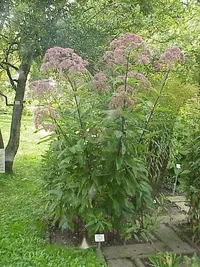 purple Joe-Pye weed (Eutrochium purpureum) plant