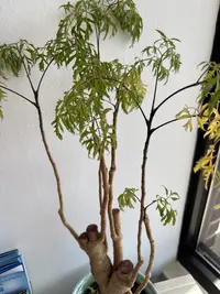 Ming aralia photo by a Botan App user
